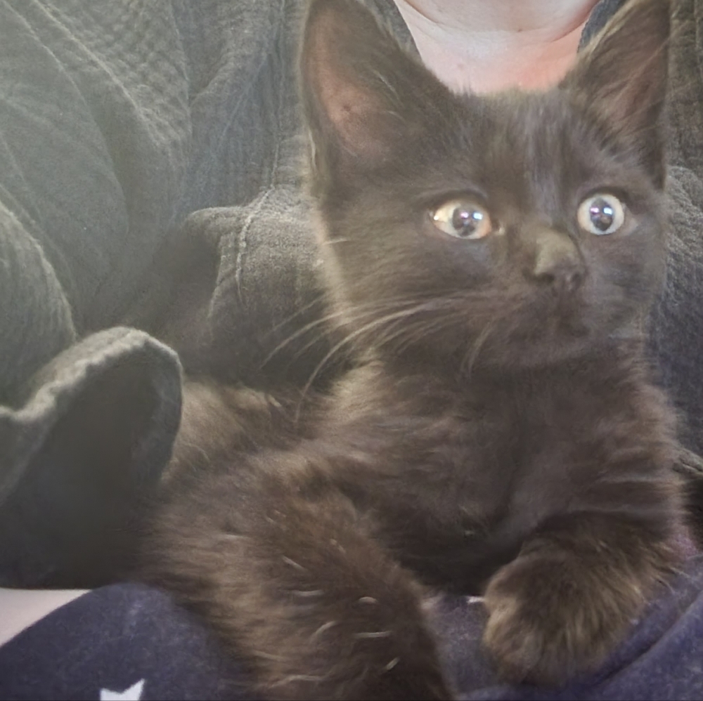 Meet your Posher, Kimberle